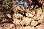 Capitol Reef Juniper tree