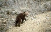 ourson grizzly