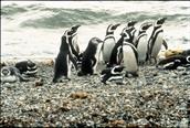 pingouins vers Punta Arenas