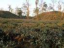 plantation de thé vers Srimongol