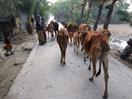 troupeau à Nijum Dwip