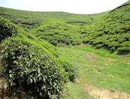 plantations de thé Mirik