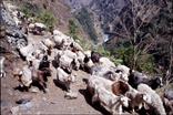 tour des Annapurnas, chêvres