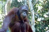 orang outan à Sepilok