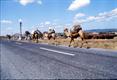 chameaux en Bulgarie
