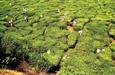 plantation de thé du Kerala