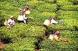 plantation de thé du Kerala
