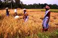 Orissa, récolte du riz