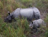 Kaziranga rhinocéros unicorne