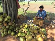 vendeur de jus de noix de cocos