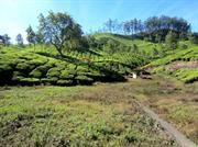 plantation de thé vers Munnar