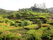 plantation de thé vers Munnar