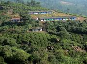 plantation de thé vers Devikulam