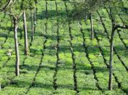 plantation de thé vers Devikulam
