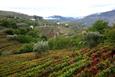 vignoble du Douro