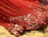 Negombo remontée des filets