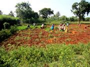 champ de carottes Jaffna