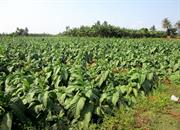champ de tabac Jaffna