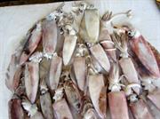 marché aux poissons Negombo calamars