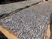poissons séchés Negombo