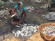 poissons vidés Negombo