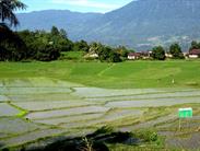 rizières et lac Singkarak