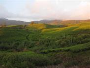 plantation de thé vers Alahanpanjang