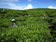 plantations de thé