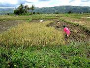 rizières vers Sungaï Penuh